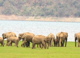рмХрм░рмЮрнНрмЬрм┐рмЖ рмЙрмкрмЦрмгрнНрмбрм░рнЗ рм╣рм╛рмдрнА рмЖрмдрмЩрнНрмХ