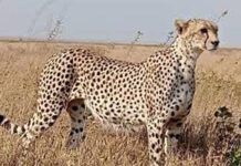 ଆସିବେ ଆଉ ୮ ଚିତା