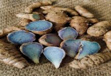 କସ୍ତୁରୀ ହଳଦୀର କ’ଣ ରହିଛି ସ୍ୱାସ୍ଥ୍ୟ ଲାଭ ଜାଣନ୍ତୁ