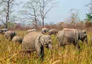 ଗାଁ ଗାଁରେ ହାତୀର ତାଣ୍ଡବ, ନିଦ୍ରାରେ ବନବିଭାଗ