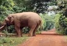 ସଂରକ୍ଷିତ ରହିବ ରାମୁ ହାତୀର କଙ୍କାଳ