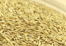 ମାଲକାନଗିରିରେ ଧାନ କିଣା ତାରିଖ ଘୁଞ୍ଚିଲା