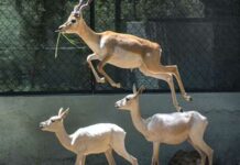 ଝାଡ଼ଖଣ୍ଡରେ ରହସ୍ୟମୟ ରୋଗରେ ୧୦ଟି କୃଷ୍ଣସାର ମୃଗଙ୍କ ମୃତ୍ୟୁ!