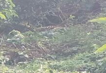 ଶିକାରୀ ଫାସରେ ପଡିଲା କଲରାପତରିଆ ବାଘ