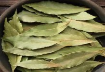 ତେଜପତ୍ର ପାଣି ପିଇବାର ସ୍ୱାସ୍ଥ୍ୟ ଲାଭ ଜାଣନ୍ତୁ