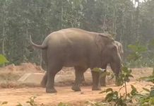 ହାତୀ ଆକ୍ରମଣରେ ବୃଦ୍ଧା ମୃତ