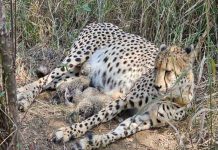 କୁନୋରେ ଆଉ ୩ ନୂଆ ଚିତା ଶାବକ