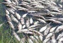 ପାରାଦୀପରେ ମାଛ ମଡକ