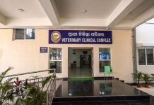 ରାସ୍ତା ଦୁର୍ଘଟଣାର ଶିକାର ହୋଇ ଗୁରୁତର ବାଛୁରୀର ଜୀବନ ରକ୍ଷା କଲା ସୋଆ ପଶୁ ଚିକିତ୍ସାଳୟ