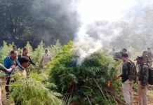 ନିଶାମୁକ୍ତ ଓଡ଼ିଶା ଅଭିଯାନ”: ‘ନିଶାଦ୍ରବ୍ୟ ବିନଷ୍ଟୀକରଣ ପକ୍ଷ’ରେ ୬୪.୮ ମେଟ୍ରିକ ଟନରୁ ଅଧିକ ଜବତ ଗଞ୍ଜେଇ ନଷ୍ଟ କଲା ଓଡ଼ିଶା ପୋଲିସ