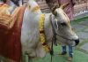 ଗୋମାତାଙ୍କୁ ପୂଜା, ପିଠା ଖୁଆଇ ବାନ୍ଧିଲେ ରାକ୍ଷୀ!