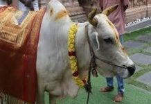 ଗୋମାତାଙ୍କୁ ପୂଜା, ପିଠା ଖୁଆଇ ବାନ୍ଧିଲେ ରାକ୍ଷୀ!