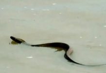 ବନ୍ୟା ପରେ ୯୬ ମାମଲା ସର୍ପାଘାତ