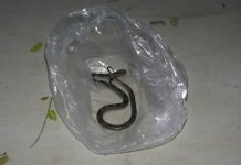 ସାପ ଧରି ମେଡିକାଲରେ ପହଞ୍ଚିଲେ ଯୁବକ