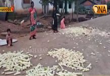 ବାଉଁଶ କରଡ଼ିକୁ ସୁରକ୍ଷାଦେବାରେ ଅବହେଳା ବନବିଭାଗ
