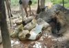 ଜଙ୍ଗଲରେ ବେଆଇନ ମଦ କାରବାର ଉପରେ ଚଢ଼ାଉ