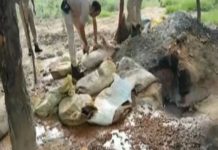 ଜଙ୍ଗଲରେ ବେଆଇନ ମଦ କାରବାର ଉପରେ ଚଢ଼ାଉ